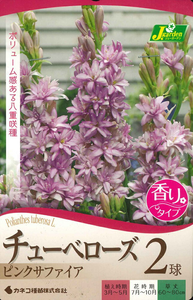 春植え球根　チューベローズ　ピンクサファイア　2球入り～香りを楽しむシリーズ 月下香