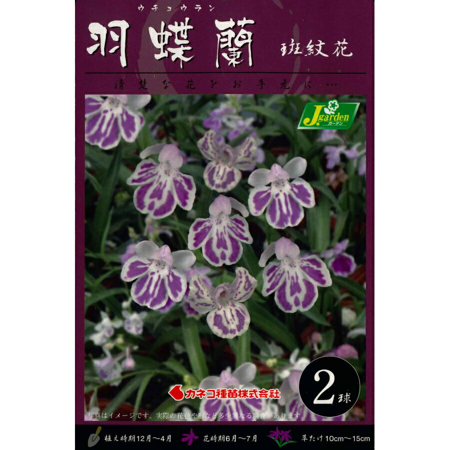 春植え球根　羽蝶蘭 ウチョウラン　斑紋花2球入