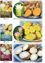 春植え球根 ウコンの球根(春ウコン 秋ウコン 紫ウコン)〜ターメリック 花うこん 種子 健康野菜 旬の味覚