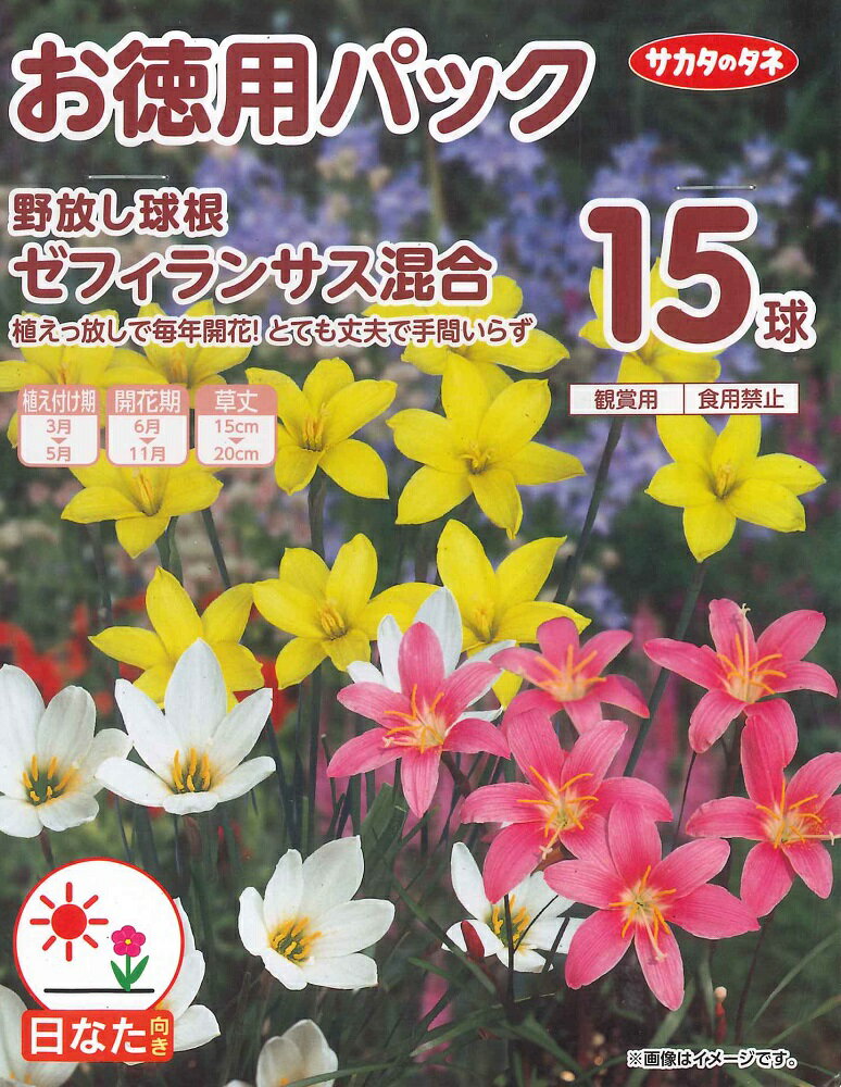 春植え球根　野放し球根　ゼフィランサス混合　15球入 ～お徳用パック