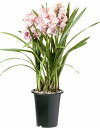 洋ラン鉢 5号 ブラック 植木鉢