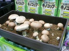 https://thumbnail.image.rakuten.co.jp/@0_mall/gardening/cabinet/tane_kinoko/10406022.jpg