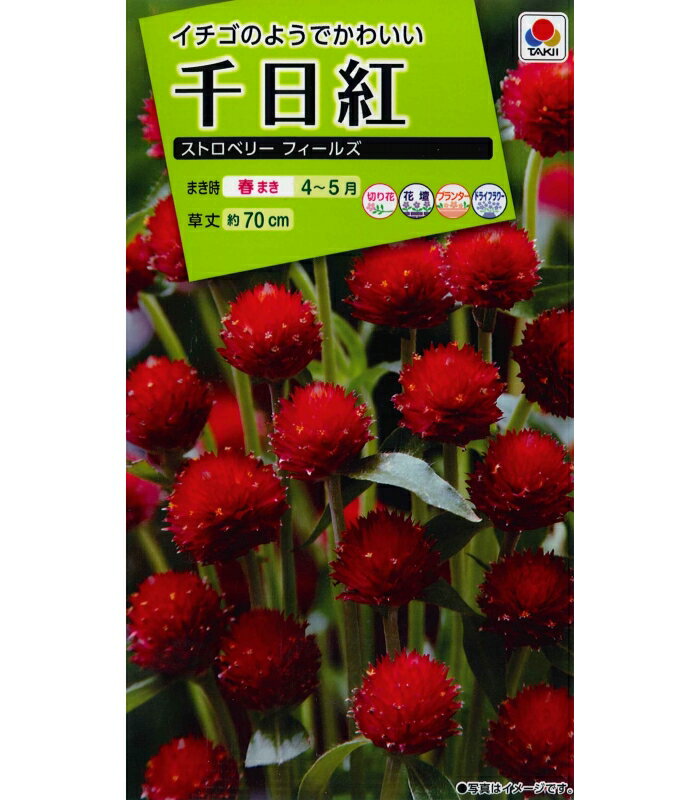 タキイ　千日紅　ストロベリーフィールズ【1ml】　花種　センニチコウ