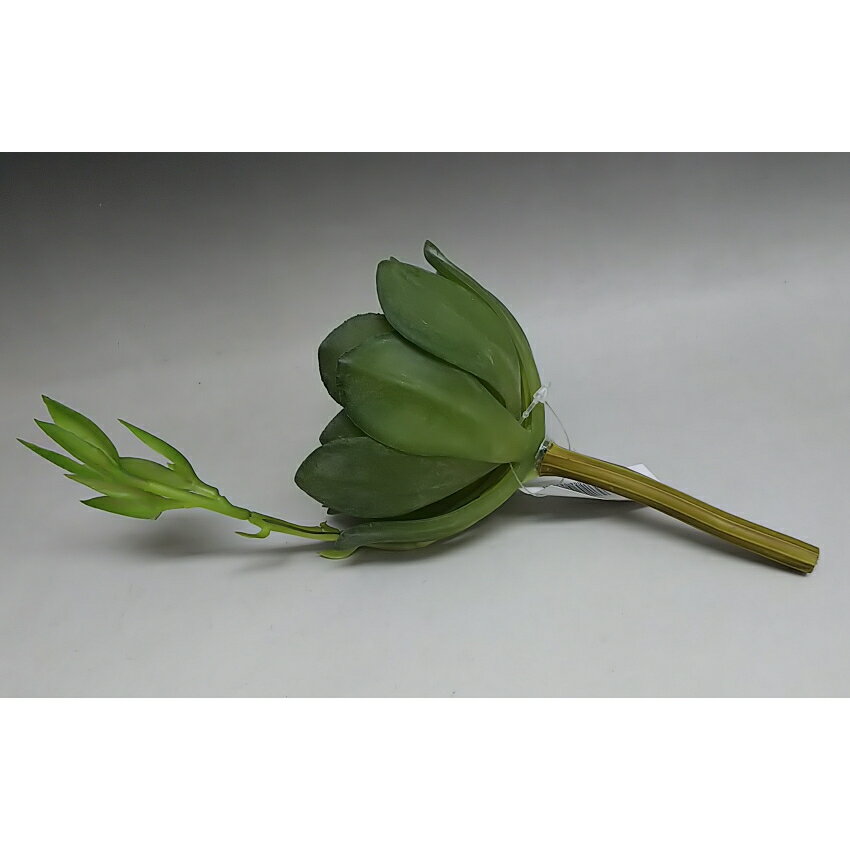 イミテーショングリーン【エケベリア】8324