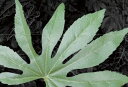 MagPlants(マグプランツ) マグネット式イミテーショ...