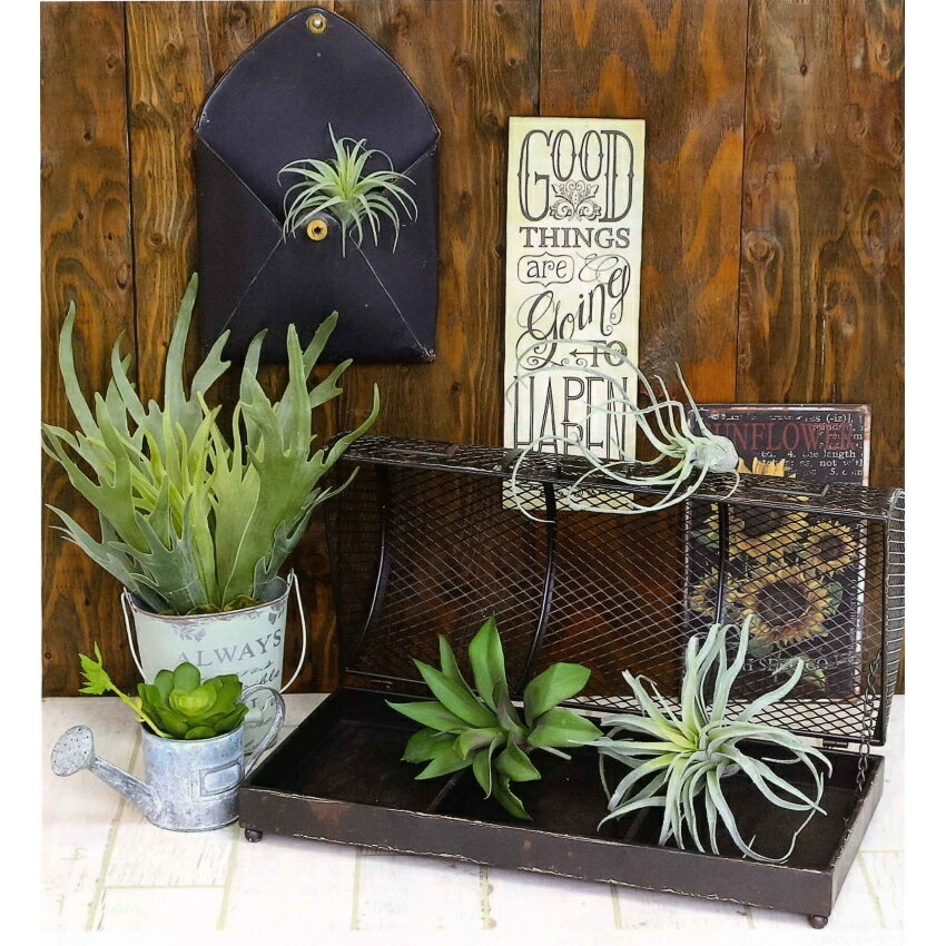 イミテーショングリーン【エケベリア】8324