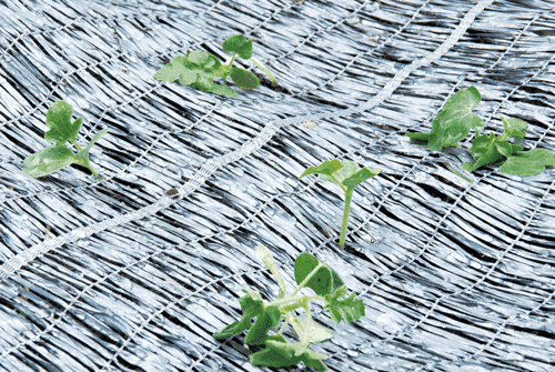 ���Τ���ꥷ���ȡ�1��20m