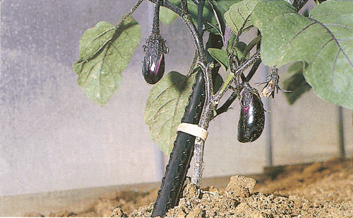 ���󤿤󤯤��ߤ�ơ��ס�15mm��40m