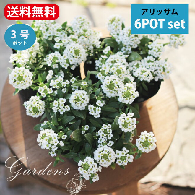 「 アリッサム ホワイト 6POTセット 」 花苗 セット 送料無料 ポット苗 | 寄せ植え | 花壇 | 多年草 小花 白のサムネイル