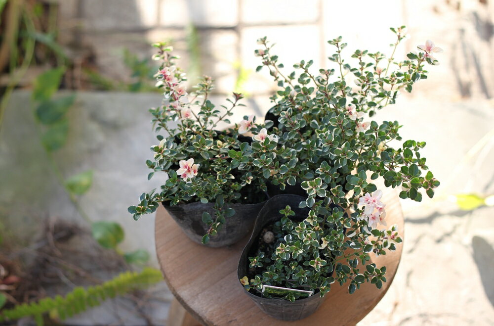 寄せ植えにおすすめのハーブ4選 相性のいい種類や 育て方のコツも解説 Kurashi No