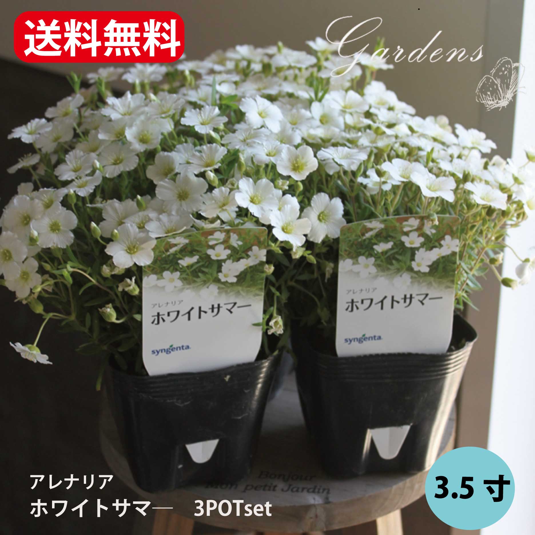 アレナリア　ホワイトサマ—　3.5号　3.5寸　3ポットセット　グランドカバー　苗　寄せ植えのサムネイル