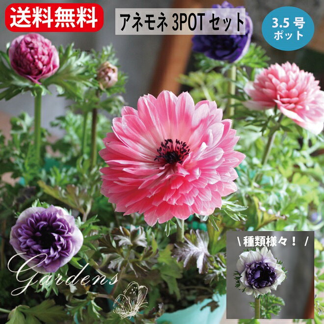 楽天市場】アネモネ 苗(ガーデニング・農業|花・ガーデン・DIY 楽天市場】アネモネ 苗(ガーデニング・農業|花・ガーデン・DIY