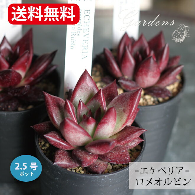 多肉植物 エケベリア　エケベリア ロメオルビン　Romeo Rubin　2．5号 2．5寸 　1POT　花苗 ガーデニング 観葉植物 インドアグリーン　寄せ植え　多肉植物　ベンケイソウ　【送料無料】　多肉 エケベリア