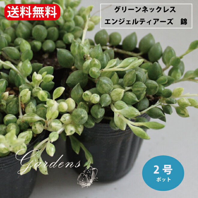 多肉植物　グリーンネックレス 　斑入り　エンジェルティアーズ　錦　2~3寸 2~3号　2ポットセット　 セネシオ　実 クリスマス 花苗 ガーデニング 観葉植物 インドアグリーン　寄せ植え　キク科 セネキオ属 常緑つる性 多肉植物