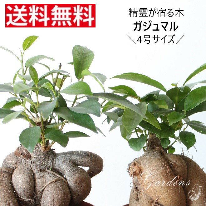 ガジュマル　観葉植物 4号 【送料無料】 おしゃれ インテリア 室内 苗 ギフト プレゼント 贈り物 おすすめ 4寸　誕生日 初心者　インテリア　おうち時間　幸福をもたらす　卓上　 お礼 お祝い　新築祝い 引越し祝い 開店祝い 開所祝い 開業祝い SSpl　男前 カッコイイ