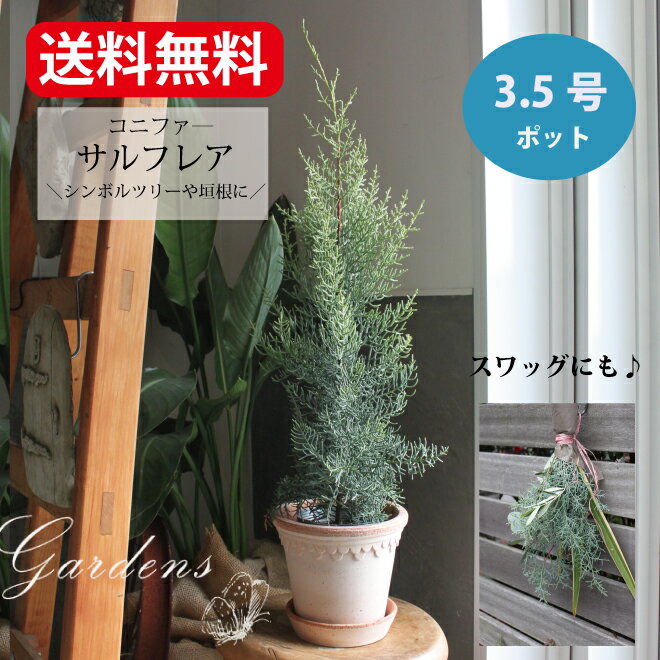 寄せ植え コニファー ガーデン 寄せ植え 「コニファー サルフレア」 おすすめ 苗 植木 鉢植え 誕生日 3.5寸 玄関 ガーデニング 【送料無料】アリゾナイトスギ サルフレア クリスマスの木 常緑 シンボルツリー 垣根 生垣 クリスマス クリスマスツリー