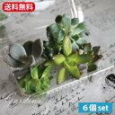 楽天GARDENS（ガーデンズ）多肉植物 カット 苗 「6個セット」 植物 寄せ植え セット 自分で作る おうち時間 インドアグリーン 観葉植物 ミニサイズ 詰め合わせ お得 子供　花育　【送料無料】