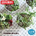 多肉植物 寄せ植え 多肉植物 鉢 多肉の寄せ植え 2.5号ポット 多肉植物 セット 苗 多肉 セット おうち時間 インドアグリーン 観葉植物 ミニサイズ お得 花育 【送料無料】