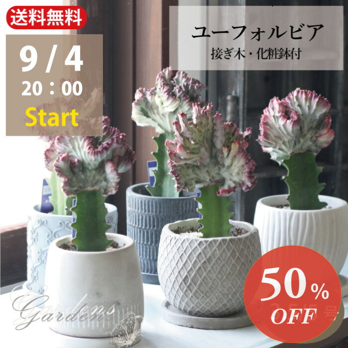 父の日　ユーフォルビア　ラクテア　接木　3.5号　5号　3.5寸　5寸　　多肉植物　インドアグリーン 苗 観葉植物 引越祝い 開店祝い 新築祝い プレゼント 贈り物 　接ぎ木【送料無料】男前　カッコイイのサムネイル