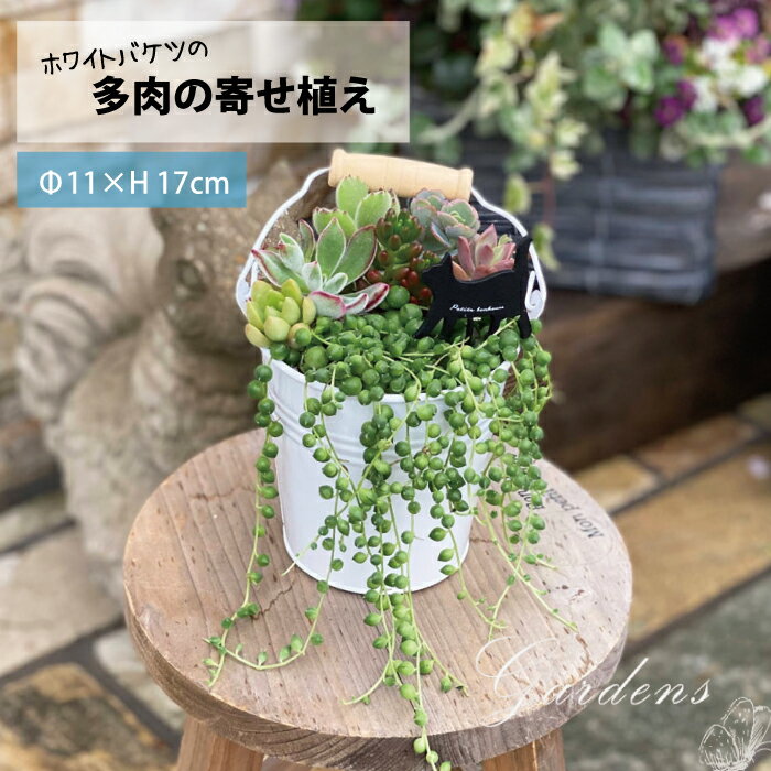 母の日 多肉　母の日 ギフト 多肉植物 「 ホワイトバケツの多肉の寄せ植え 」 1POT 多肉植物 寄せ植え 取手付　白いバケツ　多肉植物 苗 多肉 セット おうち時間 インドアグリーン 観葉植物 ミニサイズ　バケツ ブリキ 　【送料無料】のサムネイル