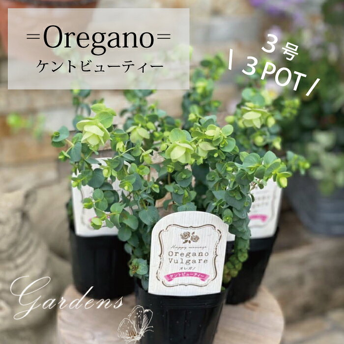 オレガノ　ケントビューティ　苗　3号　3寸　3POTセット　　低木 庭木　花木 ハーブ　花オレガノ　アロマ　四季咲き　耐寒性　花苗【送料無料】のサムネイル