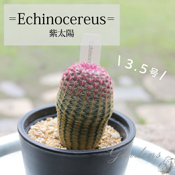 （観葉植物）サボテン　エキノセレウス ルブリスピヌス　紫太陽　さぼてん　1POT おすすめ　3.5号　3.5寸　苗 観葉植物　誕生日 ガーデニング 【送料無料】おしゃれな　初心者おすすめ　インテリア　おうち時間　多肉植物