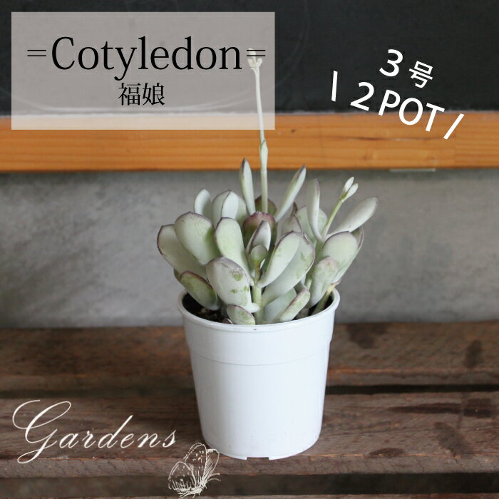 多肉植物 寄せ植え 福娘　コチレドン　3号 3寸 2POTセット　Cotyledon 花苗 ガーデニング 観葉植物 インドアグリーン　寄せ植え　多肉植物　ベンケイソウ　【送料無料】多肉寄せ植え手作りのサムネイル