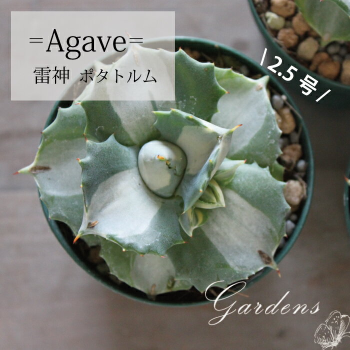 アガベ ポタトルム　雷神 雷光 ポタトルム　2.5号　2.5寸　Agave potatorum　頼光 セラマル　多肉植物 インドアグリーン 苗 観葉植物 引っ越し祝い 開店祝い 新築祝い プレゼント 贈り物 　【送料無料】育て易い 乾燥に強い　男前　カッコイイ