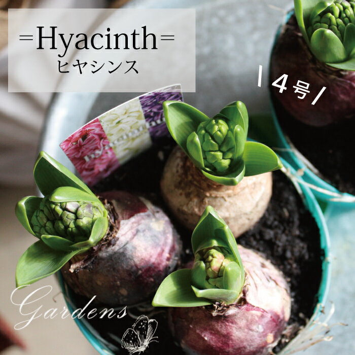 ヒヤシンス　苗　4号　4寸　1POT　3球　芽出し 【送料無料】　球根のサムネイル