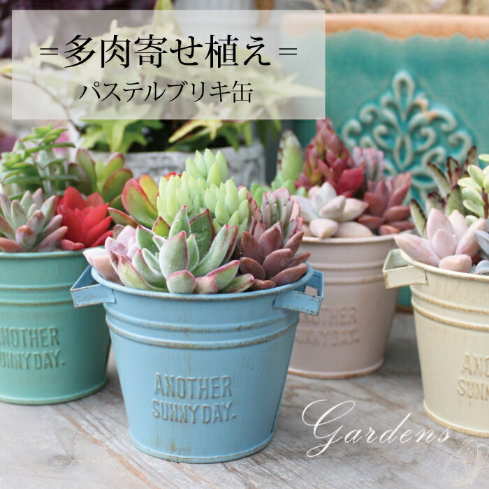 多肉植物 寄せ植え おしゃれ 多肉寄せ植え パステルブリキ缶　ブリキ　缶　苗 多肉 飾り 装飾 インドアグリーン プレゼント 贈り物 【送料無料】多肉植物 寄せ植え 鉢のサムネイル