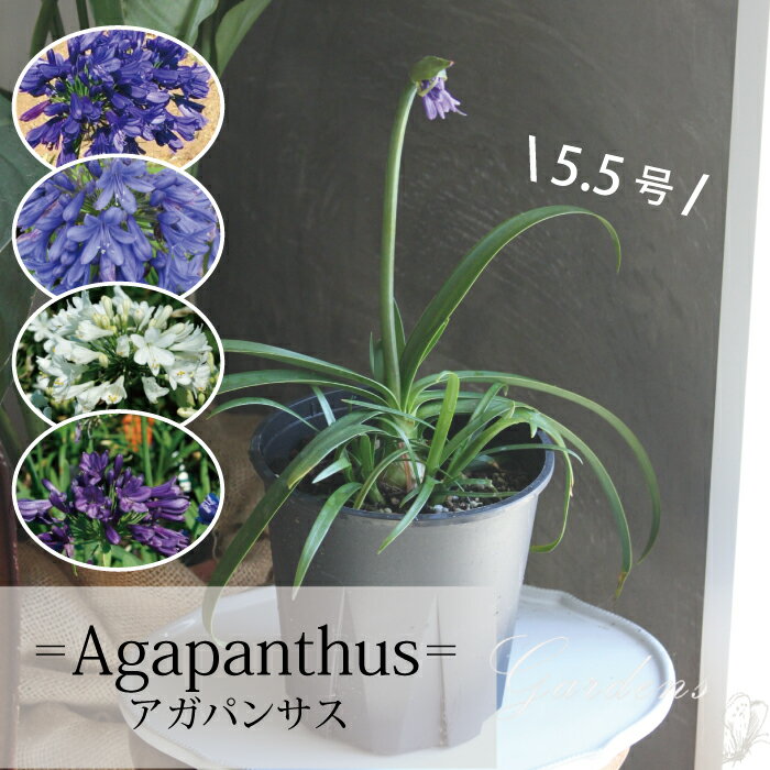 アガパンサス 苗 青 紫 白 5.5号 5.5寸 ブルーサンダー　エヴァーホワイト エヴァーサファイア ポッピンパープル　　2季咲 花苗 宿根草 苗 初心者【送料無料】 夏花苗　ムラサキクンシラン 紫君子蘭 ヒガンバナ科 切り花 フラワーアレンジメント グランドカバー 常緑 多年草のサムネイル