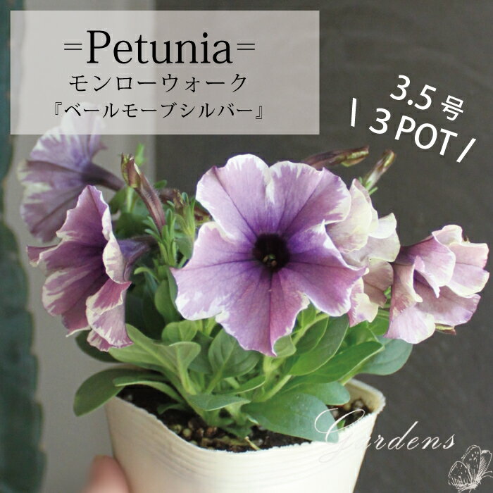 ペチュニア　モンローウォーク 『 ベールモーブシルバー 』 苗 3.5号 3.5寸 3POTセット　花苗 春夏 グランドカバー 常緑 多年草 【送料無料】のサムネイル
