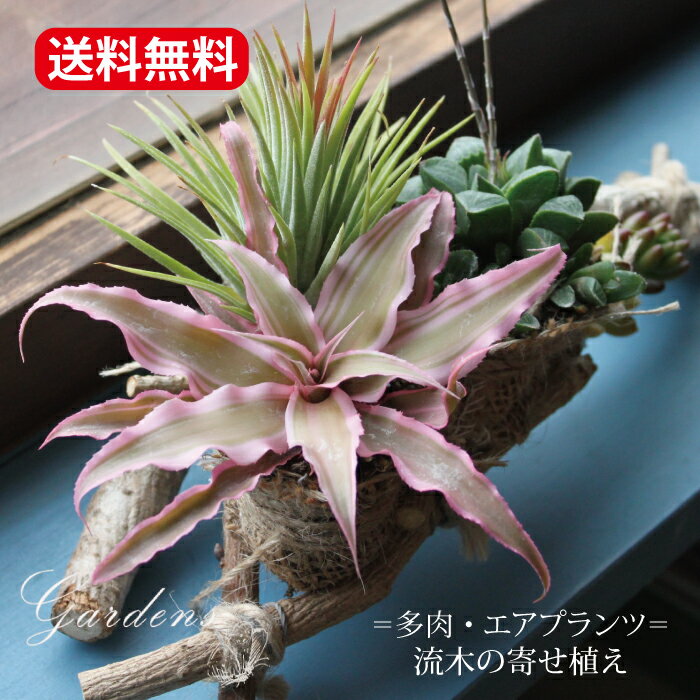 多肉植物 エアプランツ 流木寄せ植え おしゃれ 多肉寄せ植え 流木　苗 多肉 飾り 装飾 インドアグリーン プレゼント 贈り物 【送料無料】多肉植物 寄せ植えのサムネイル