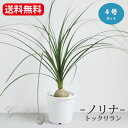 ノリナ トックリラン 3〜4号 3寸 4寸 苗 ロックガーデン ドライガーデン 観葉植物 南国 耐暑性 育てやすい 【送料無料】 Nolina 古木 徳利蘭 ボ...