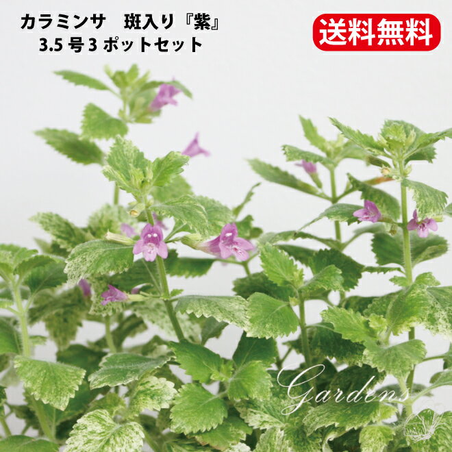 カラミンサ　斑入り　カラミント　苗　3.5号　3.5寸　3ポットセット　 宿根草 花苗 耐暑性 夏　耐寒性 グランドカバー　多年草 【送料無料】のサムネイル