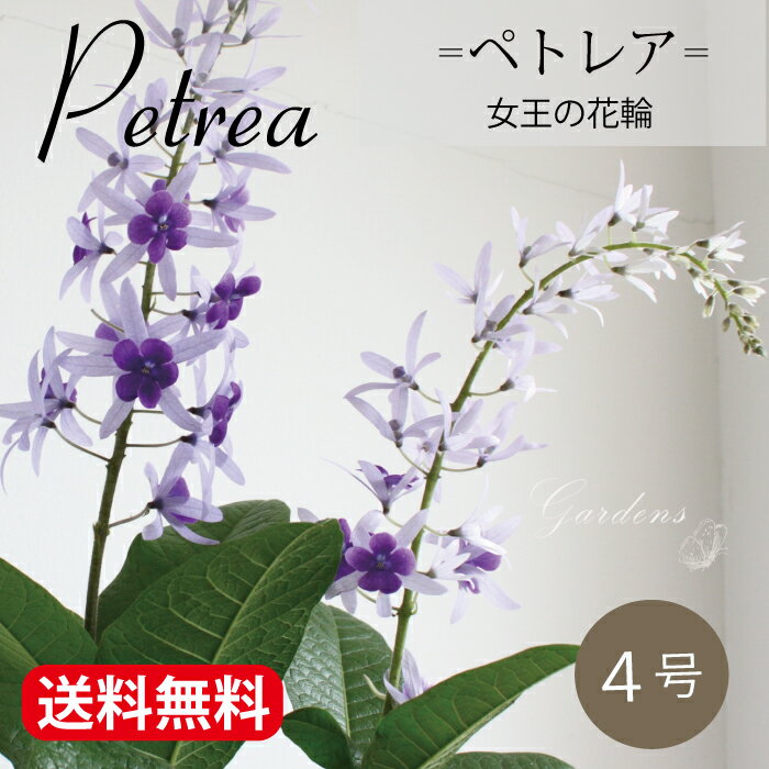 ペトレア　 4号　4寸　 サンドペーパーバイン　つる性植物 シック 低木仕立て　夏咲き 花苗 紫　白 贈り物 宿根草 【送料無料】花木