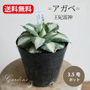 アガベ 王妃 雷神 3.5号 3.5寸 Agave potatorum 多肉植物 インドアグリーン 苗 観葉植物 引っ越し祝い 開店祝い 新築祝い プレゼント 贈り物 【送料無料】育て易い 乾燥に強い 男前 カッコイイ