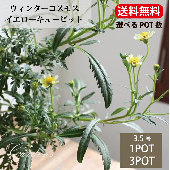 ウィンターコスモス　イエローキューピット　苗　3.5号　3.5寸　キク科　宿根草 花苗 耐暑性 耐寒性宿根草【送料無料】イエローキューピッド　ビデンス　黄色　レモンイエローのサムネイル