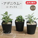 アデニウム　コーデックス adenium　3.5号　3.5寸　見計らい 花 インドアグリーン 苗 観葉植物 引越祝い 開店祝い 新築祝い プレゼント 贈り物 【送料無料】　塊根植物