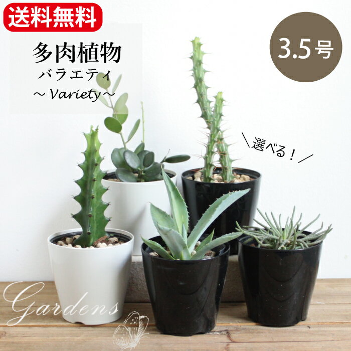 選べる 多肉植物　バラエティ　お得 3.5号 3.5寸　ユーフォルビア　ラクティア　ビザールプランツ 　　アガベ　ポタトルムドワーフ　グリーンドラム　シザカンサ　多肉植物　インドアグリーン 苗 観葉植物 引越祝い プレゼント 贈り物 【送料無料】男前　カッコイイ