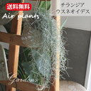 ウスネオイデス チランジア エアプランツ 観葉植物 インドアングリーン 【送料無料】ギフト おうち ナチュラル 吊り 土がいらない 壁掛け 吊り下げ 誕生日 ギ...