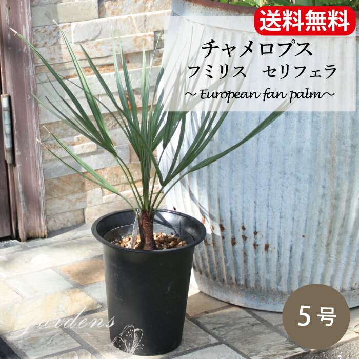 GARDENSの植物たちGARDENSの取り扱い植物は、 全てガーデナーが日々の業務の中で、 お客様のガーデンやインテリアにご提案している プロ目線で選んだ植物です。 色合いやテクスチャーが素敵なもの、 お客様の手に渡った後も手入れのしやすい植物たち。 植物は全て、私達の大好きななじみの植物です。 「どんな植物にしようかな？」と迷ったときは、 GARDENSがセレクトした植物を。 ”植物のある暮らし”を楽しむお手伝いができれば 大変うれしく思います。チャメロプス　フミリス　セリフェラ　5号希少品種の「チャメロプス　フミリス　セリフェラ」 矮性の地中海原産のヤシです。 扇のように広がった葉がリゾート感満点♪ 小型で管理もしやすく、耐寒性も強い方なので、日本でも育てやすい品種です。 成長がたいへん遅いのも特徴で、鉢植えも楽しめます。 庭植えにすると、手間がほとんどかかりません。 スペースが少なくても南国気分を楽しめる、丈夫で希少なヤシです。シュッとした葉が美しい★デッキや玄関などに置いても◎GARDENSからお客様のお手元へ♪梱包作業は GARDENSスタッフが 一つ一つ心を込めて丁寧に行い、 発送します。大きな寄せ植えや庭のアクセントに… 関連商品はこちらペニセツム・セタケウム・ルブラム　パ...1,683円ポリゴナム　ヒメツルソバ　ペルシカリ...2,816円グランドカバー 常緑 多年草 アジュガ ...3,080円クレマチス 苗 クレマチス 鉢植え クレ...4,400円シレネ ユニフローラ 苗 6ポットセット...3,080円「プラティア　ホワイト 6ポットセット...3,000円