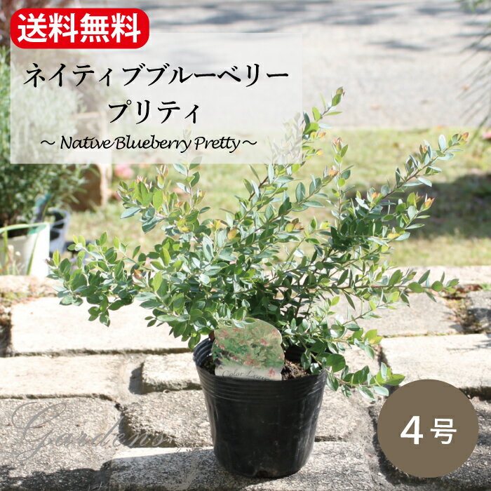 ＼5/15限定！抽選で100％ポイントバック／ネイティブブルーベリー プリティ blueberry pretty 苗 4号 4寸 花苗 果樹　耐暑性 低木　庭木 ブルーベリー　小型 【送料無料】