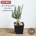 ユーフォルビア　クンチー　5号 5寸　Euphorbia knuthii 多肉植物　インドアグリーン 苗 観葉植物 引越祝い 開店祝い 新築祝い プレゼント 贈り物 【送料無料】男前　カッコイイ ガーデニング オーナメント