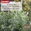 アデナンサス　カーニングハーネルブッシュ　4号　4寸　Adenanthos kerninghernellbush　オーストラリアンプランツ　オージープランツ 