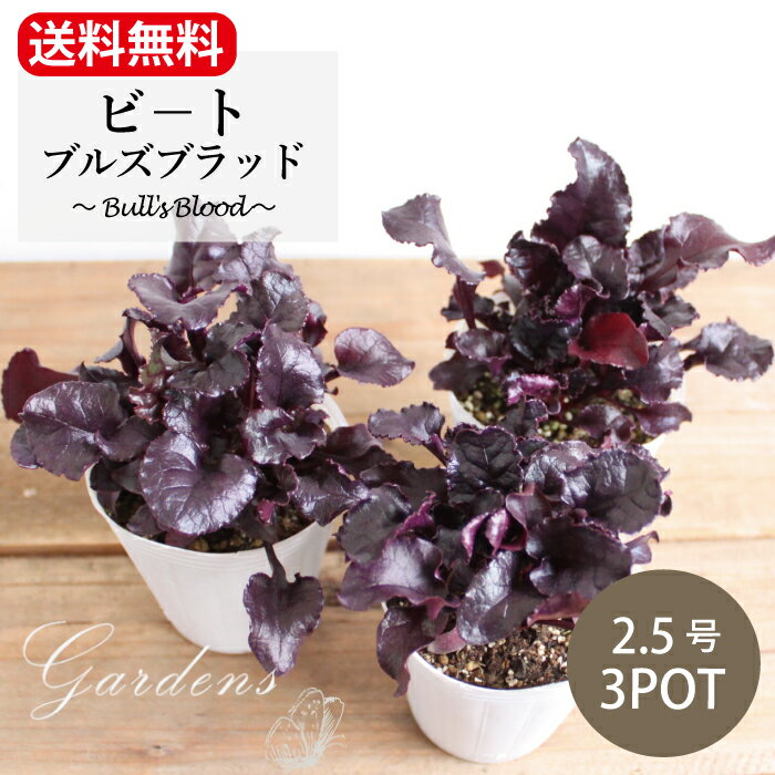 ●元旦−3日間＼新春SALE／店内買い回りで+P20倍●　【送料無料】 ビ−トブルズブラッド 3ポットセット 2.5号 2.5寸 グランドカバー 常緑 2年草 1年草扱い 花苗 セット 送料無料 シェードガーデン カラーリーフ ポット苗 寄せ植えのサムネイル
