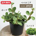 【期間限定P5倍&MAX10%OFFクーポン】ペペロミア ホープ / ニパトラ 2POTセット 観葉植物 2.5-3.5号 2.5-3.5寸 多肉植物 インドア...