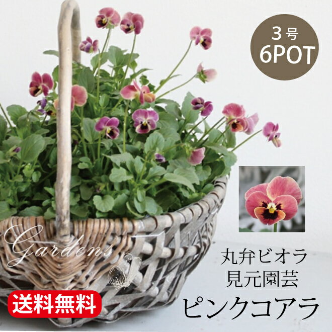 ＼12/1★店内買いまわり最大P20倍／ビオラ ピンクコアラ　丸弁ビオラ 苗 6POTセット 3寸 3号 見元園芸 育苗 花苗 寄せ植え 花壇 Viola　アンティーク【送料無料】のサムネイル