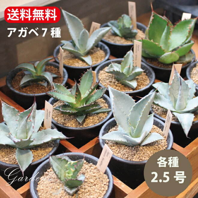 アガベ 7種　ホリダ　インプレッサ　ボビコルヌータ　パラサナ　アガベピグマエアドラゴントゥース　チタノタ 多肉植物 インドアグリーン 苗 観葉植物 引っ越し祝い 開店祝い 新築祝い プレゼント 贈り物 2.5号　【送料無料】育て易い 小型 乾燥に強い　男前　カッコイイのサムネイル
