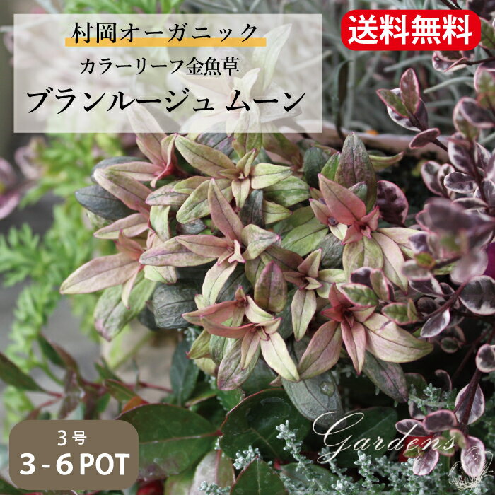 【送料無料】 リーフを楽しむ 『 金魚草 ブランルージュ ムーン 』 斑入り 苗 3-6ポットセット 3号苗 3寸 カラーリーフ 寄せ植え 花壇 花苗 セット 送料無料 きんぎょそう キンギョソウ 多年草 秋 冬 春 イングリッシュガーデン 苗 銅葉 バーガンディーのサムネイル